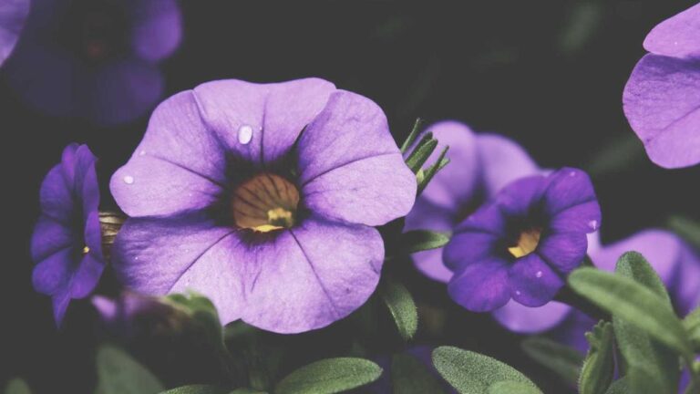 Is Cricbet99 Club Available For Indian Users?